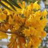 Fotografia 11 da espécie Tabebuia aurea do Jardim Botânico UTAD