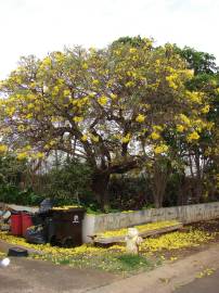 Fotografia da espécie Tabebuia aurea