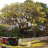 Fotografia 12 da espécie Tabebuia aurea do Jardim Botânico UTAD