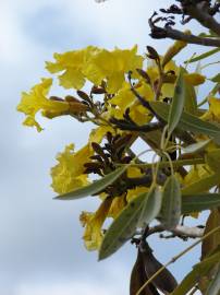 Fotografia da espécie Tabebuia aurea