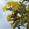 Fotografia 13 da espécie Tabebuia aurea do Jardim Botânico UTAD