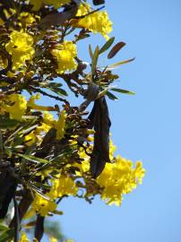 Fotografia da espécie Tabebuia aurea