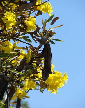 Fotografia 15 da espécie Tabebuia aurea no Jardim Botânico UTAD