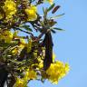 Fotografia 15 da espécie Tabebuia aurea do Jardim Botânico UTAD