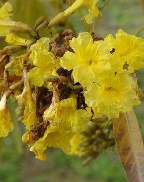 Fotografia 16 da espécie Tabebuia aurea no Jardim Botânico UTAD