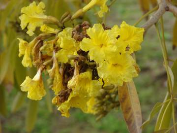 Fotografia da espécie Tabebuia aurea