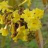 Fotografia 16 da espécie Tabebuia aurea do Jardim Botânico UTAD