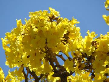 Fotografia da espécie Tabebuia aurea