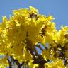 Fotografia 17 da espécie Tabebuia aurea do Jardim Botânico UTAD