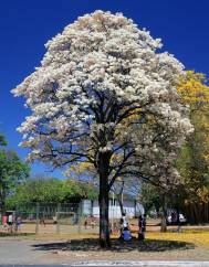 Tabebuia roseoalba