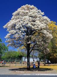 Fotografia da espécie Tabebuia roseoalba