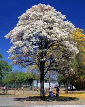 Fotografia 1 da espécie Tabebuia roseoalba no Jardim Botânico UTAD