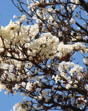 Fotografia 3 da espécie Tabebuia roseoalba no Jardim Botânico UTAD