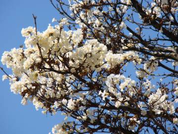 Fotografia da espécie Tabebuia roseoalba