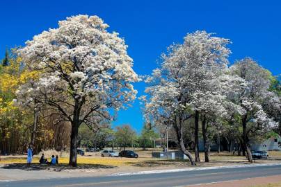 Fotografia da espécie Tabebuia roseoalba