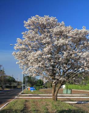 Fotografia 5 da espécie Tabebuia roseoalba no Jardim Botânico UTAD