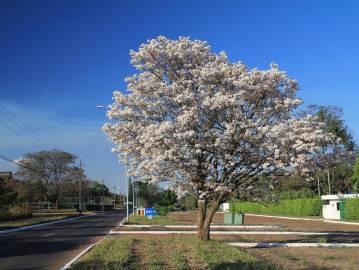 Fotografia da espécie Tabebuia roseoalba