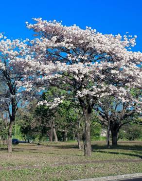 Fotografia 6 da espécie Tabebuia roseoalba no Jardim Botânico UTAD