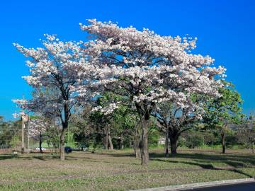 Fotografia da espécie Tabebuia roseoalba