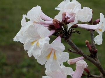 Fotografia da espécie Tabebuia roseoalba