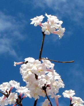 Fotografia 9 da espécie Tabebuia roseoalba no Jardim Botânico UTAD