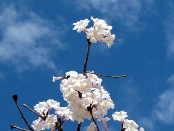 Fotografia da espécie Tabebuia roseoalba