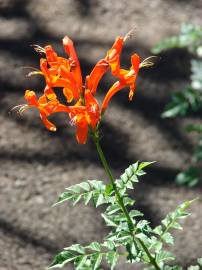 Fotografia da espécie Tecoma capensis