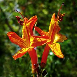 Fotografia da espécie Tecoma capensis