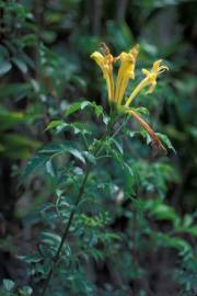 Fotografia da espécie Tecoma capensis