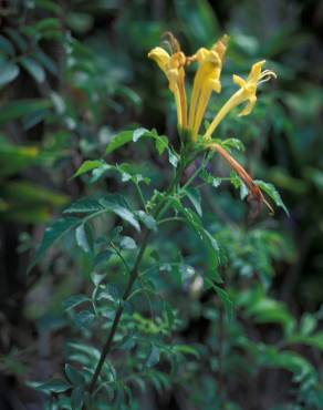 Fotografia 6 da espécie Tecoma capensis no Jardim Botânico UTAD