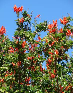 Fotografia 9 da espécie Tecoma capensis no Jardim Botânico UTAD