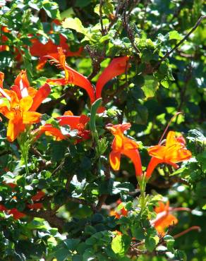 Fotografia 10 da espécie Tecoma capensis no Jardim Botânico UTAD