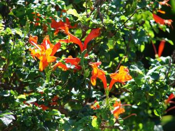 Fotografia da espécie Tecoma capensis