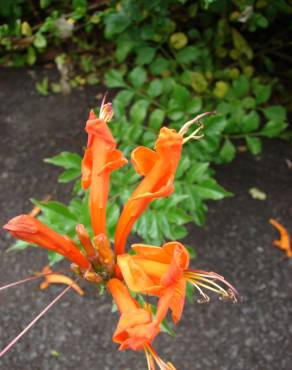 Fotografia 14 da espécie Tecoma capensis no Jardim Botânico UTAD