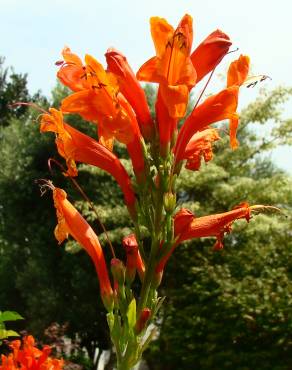 Fotografia 15 da espécie Tecoma capensis no Jardim Botânico UTAD