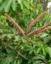 Fotografia da espécie Schefflera actinophylla