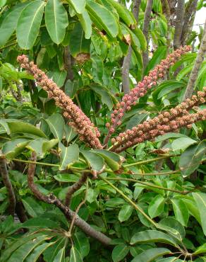 Fotografia 1 da espécie Schefflera actinophylla no Jardim Botânico UTAD