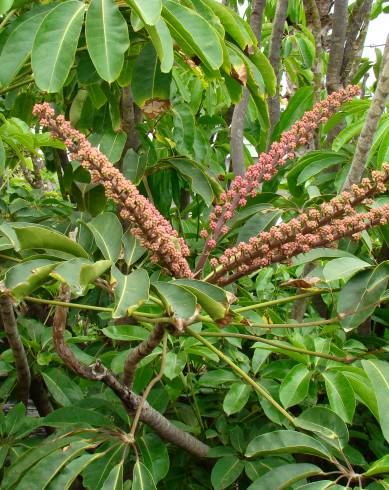 Fotografia de capa Schefflera actinophylla - do Jardim Botânico