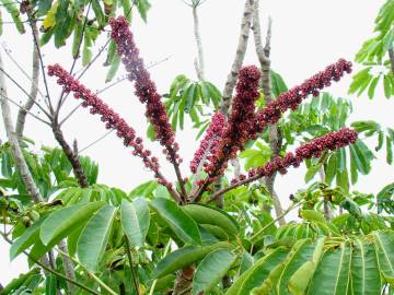 Fotografia da espécie Schefflera actinophylla