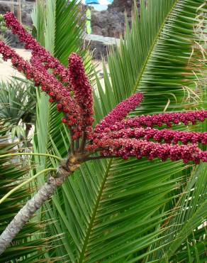 Fotografia 3 da espécie Schefflera actinophylla no Jardim Botânico UTAD