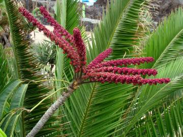 Fotografia da espécie Schefflera actinophylla