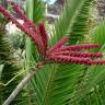 Fotografia 3 da espécie Schefflera actinophylla do Jardim Botânico UTAD