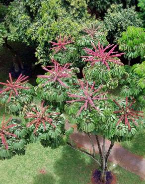 Fotografia 4 da espécie Schefflera actinophylla no Jardim Botânico UTAD