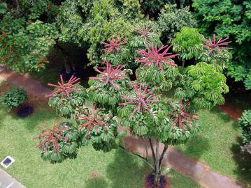 Fotografia da espécie Schefflera actinophylla