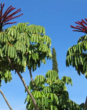 Fotografia 5 da espécie Schefflera actinophylla no Jardim Botânico UTAD