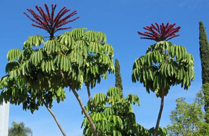 Fotografia da espécie Schefflera actinophylla