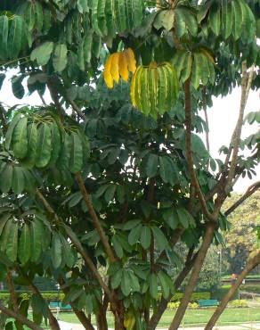 Fotografia 6 da espécie Schefflera actinophylla no Jardim Botânico UTAD