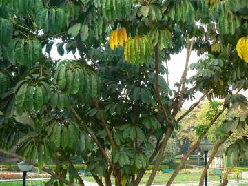 Fotografia da espécie Schefflera actinophylla