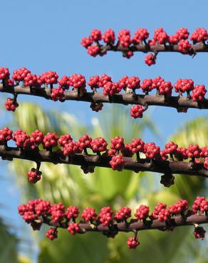 Fotografia 7 da espécie Schefflera actinophylla no Jardim Botânico UTAD