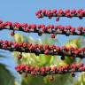 Fotografia 7 da espécie Schefflera actinophylla do Jardim Botânico UTAD